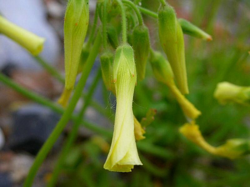 Nicotiana glauca / Tabacco glauco (pianta coltivata)